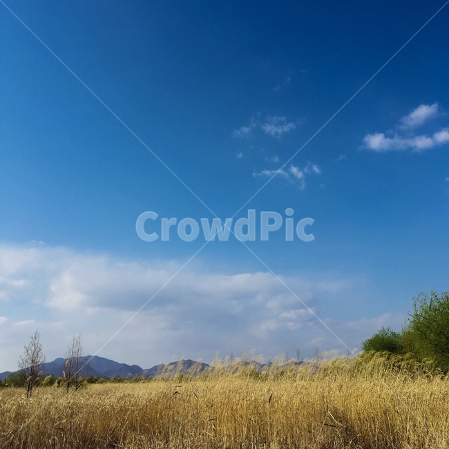 field,들,grassland,목초지,outdoors,옥외,nature,자연,savanna,대초원,갈대,reed,하늘,구름,맑은하늘