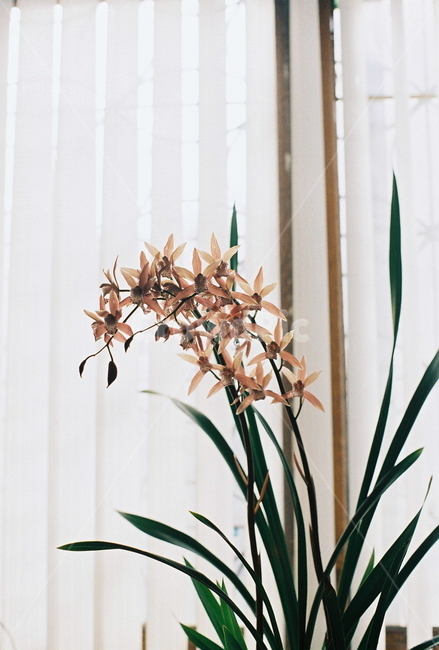 난,난꽃,창문,햇살,버티컬,식물,꽃,잎,leaf,plants,orchid,window,sunshine,수직,vertical,따뜻한,실내,inner