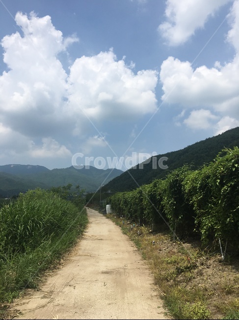 오미자길,시골길,맑은하늘,시골,시골풍경