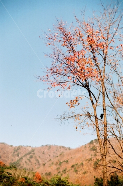 까마귀,새,나무위,나무,가을나무,단풍,나무위새,필름,가을,가을하늘,가을,계절,fall,autumn,season,식물,자연,plants,nature,나무,trees,wood,tree,plant