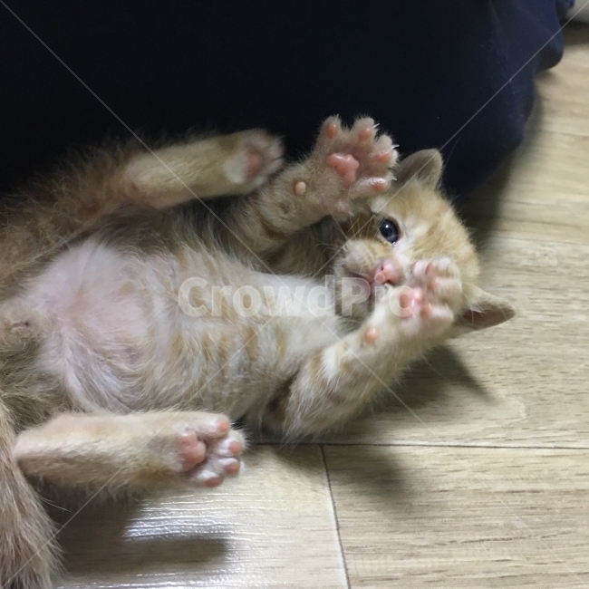 길냥이,고양이,애완묘,유기묘,동물유기,동물,animal,포유류,mammal,고양이,cat,kitten,kitty