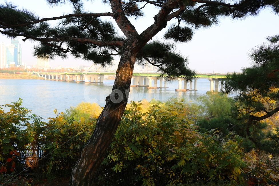 공원,선유도공원,한강공원,소나무,나무,양화대교,대교,다리,한강,자연,풍경,강,물,자연,풍경,nature,landscape,식물,plants,나무,trees,wood,tree,plant,tree trunk,나무 줄기