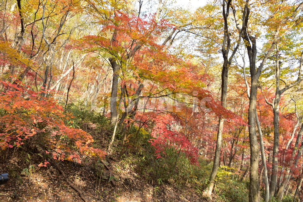 자연,풍경,단풍,계절,가을,잎,단풍잎,붉은,노란,낙엽,나무,애기단풍,백암산,fall,autumn,season,nature,landscape,한국자연풍경,한국자연경관,korea,tree,maple,leaf,가을,계절,fall,autumn,season,자연,풍경,nature,landscape,plant,식물