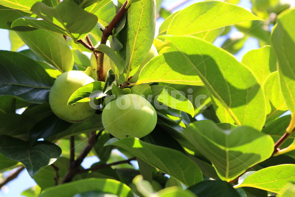감,나무,감나무,식물,과일,열매,자연,식물,자연,plants,nature,과일,열매,fruit