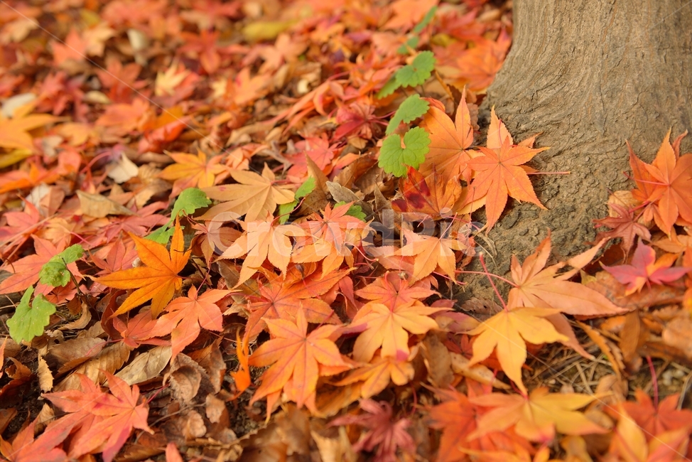 잎,단풍잎,자연,나무,maple,가을,감성,창경궁