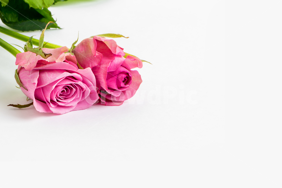 장미,분홍색,두송이,흰바탕,핑크,꽃,꽃,flower,기념일,축하,anniversary,congratulation,celebrate,celebration