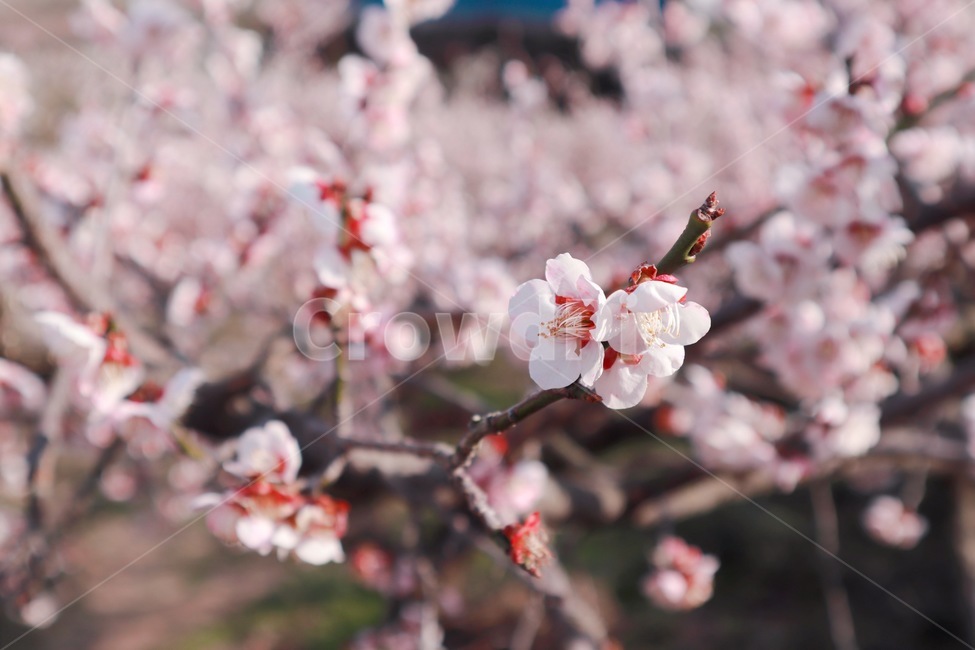 꽃,매화,홍매화,봄,봄꽃,blossom,식물,plant,flower