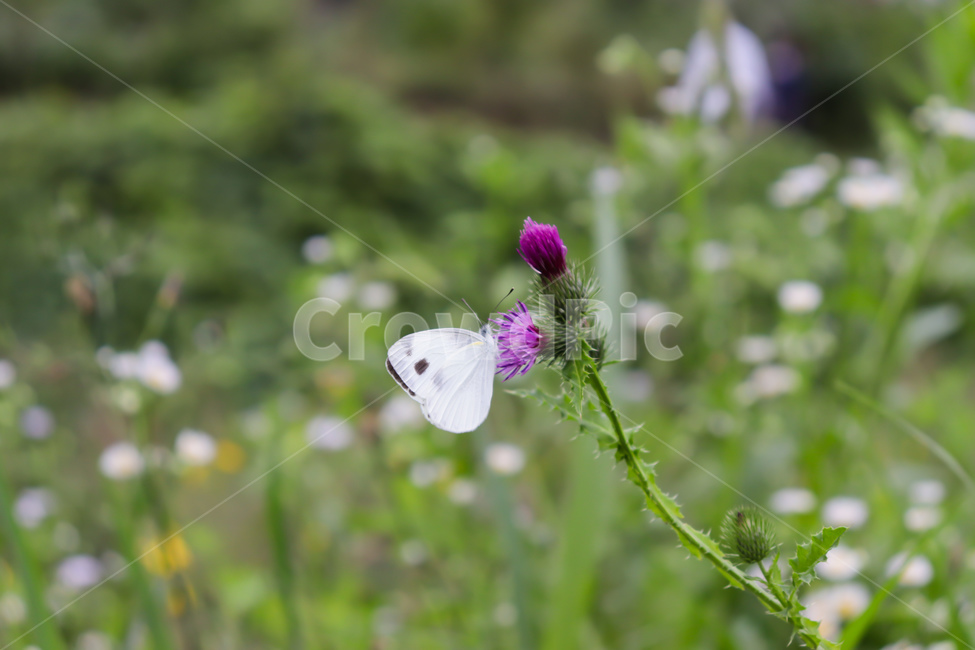 plant,식물,꽃,엉겅퀴,야생화,나비,자연,보라,wildflower,flower,purple,따듯한,정열적인