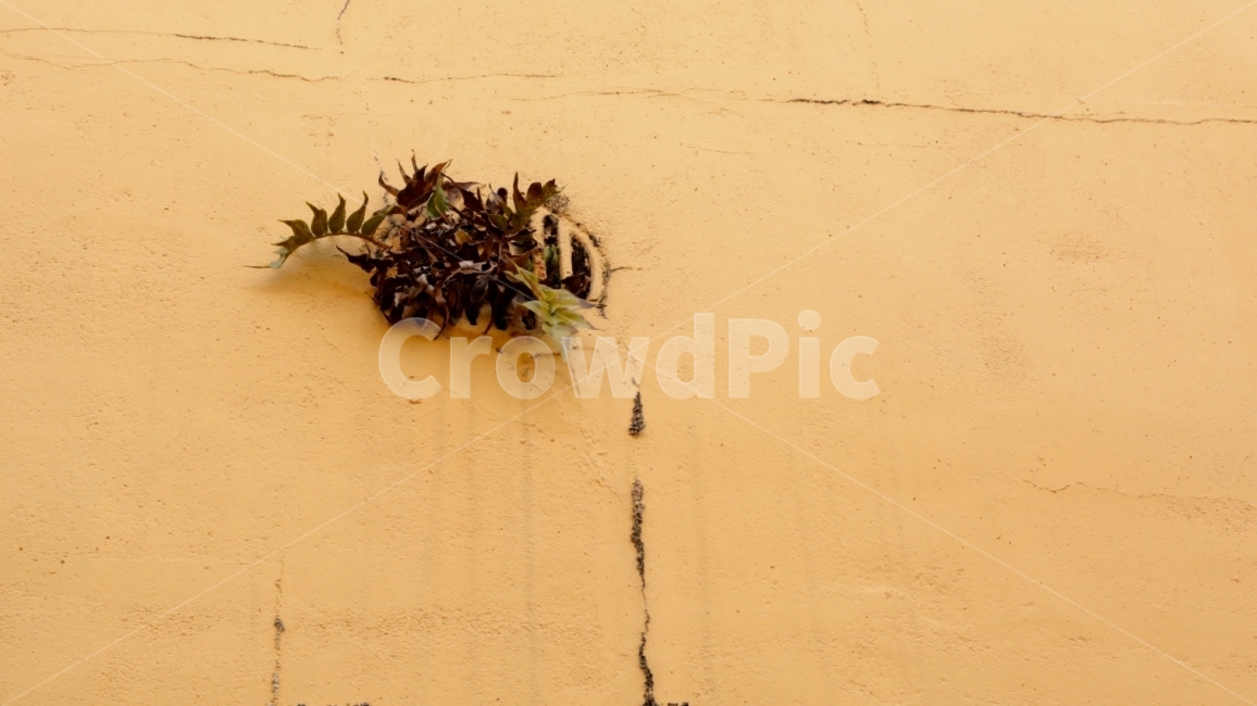 보금자리,생명력,끈질김,벽,힘,식물,자연,plants,nature