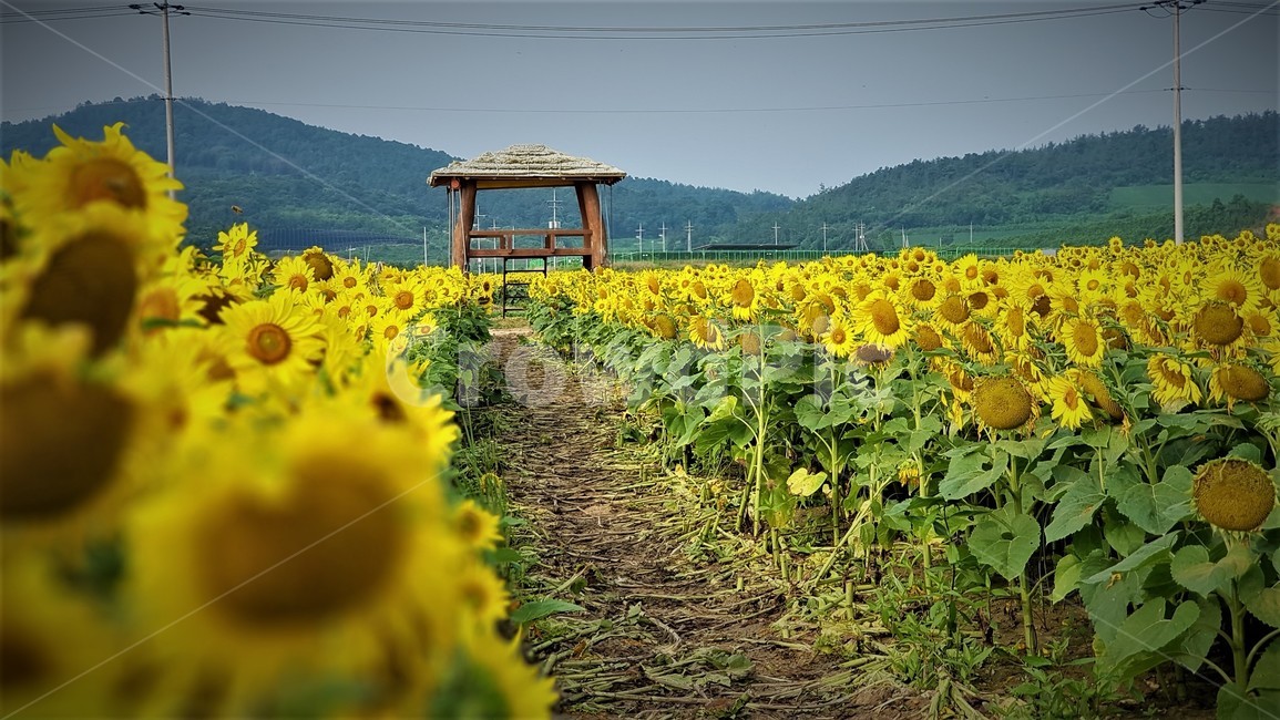 해바라기,꽃,식물,자연,아름다움,태양,sun,가을,여름,계절,plants,season,nature,summer,sunflower,여름,계절,summer,season,자연,풍경,nature,landscape,꽃,flower