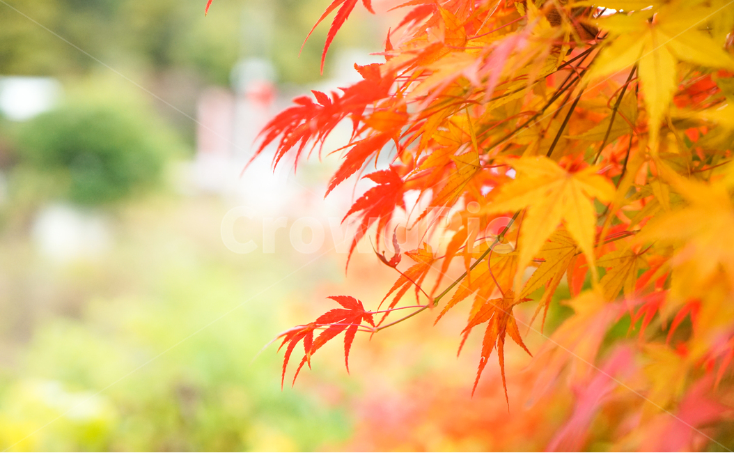 단풍,가을,물단풍,나무,계절,추색,단풍잎,잎새,가을,계절,fall,autumn,season,leaf,잎,plant,식물,tree,maple