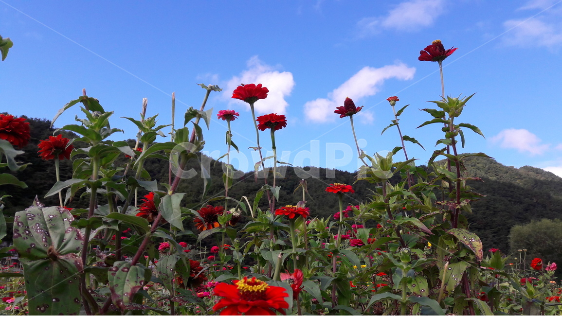 평창,백일홍,축제,평창강,평창백일홍축제,식물,자연,plants,nature,꽃,flower