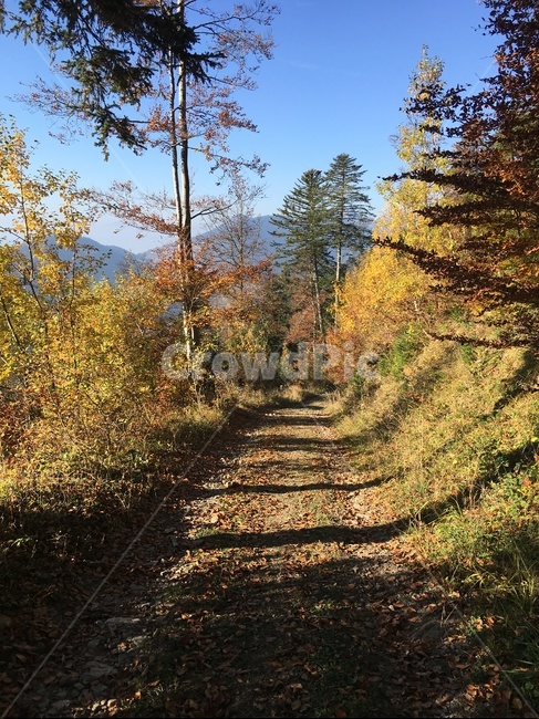 등산,산,프랑스,초가을,낙엽,쓸쓸,외로움,길,고독,자연,풍경,nature,landscape,tree,나무,plant,식물,conifer,구과 식물
