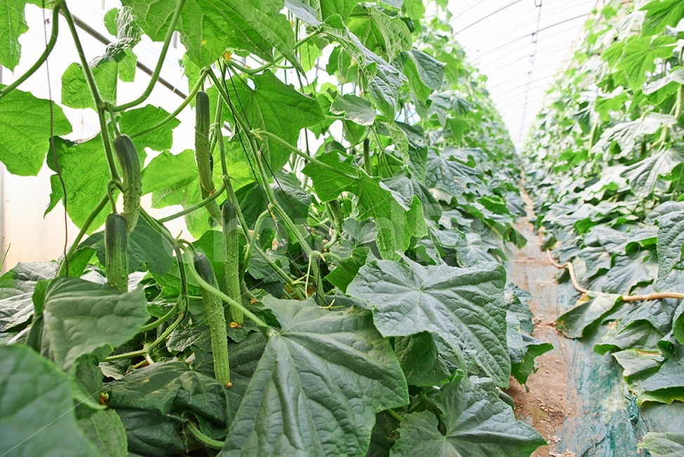 오이,재배,육종,수확,백침계,하우스,씨앗,채소,음식,농업,농사,유기농,음식,식재료,요리,food,cook,meal,dishes,food reserves,채소,야채,vegetables