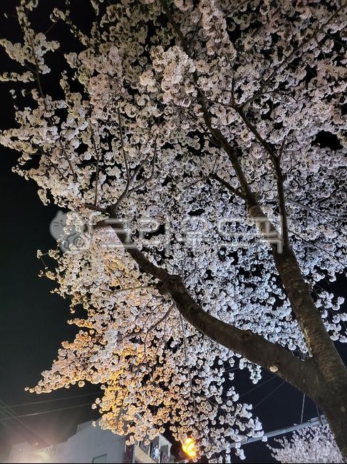 야경,벚꽃야경,팝콘,cherryblossom,flower,꽃,봄밤