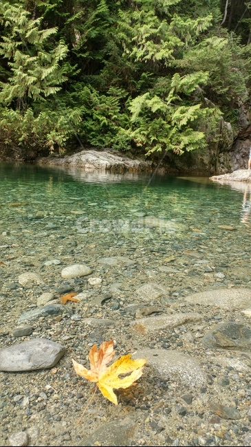 낙엽,계곡,나뭇잎,물,자연,water
