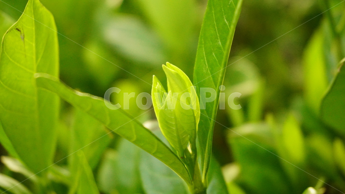 봄,새싹,어린,잎,감성사진,연두,활기찬,식물,자연,plants,nature