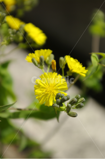 꽃,flower,들꽃,식물,plant,식물,자연,plants,nature,꽃,flower