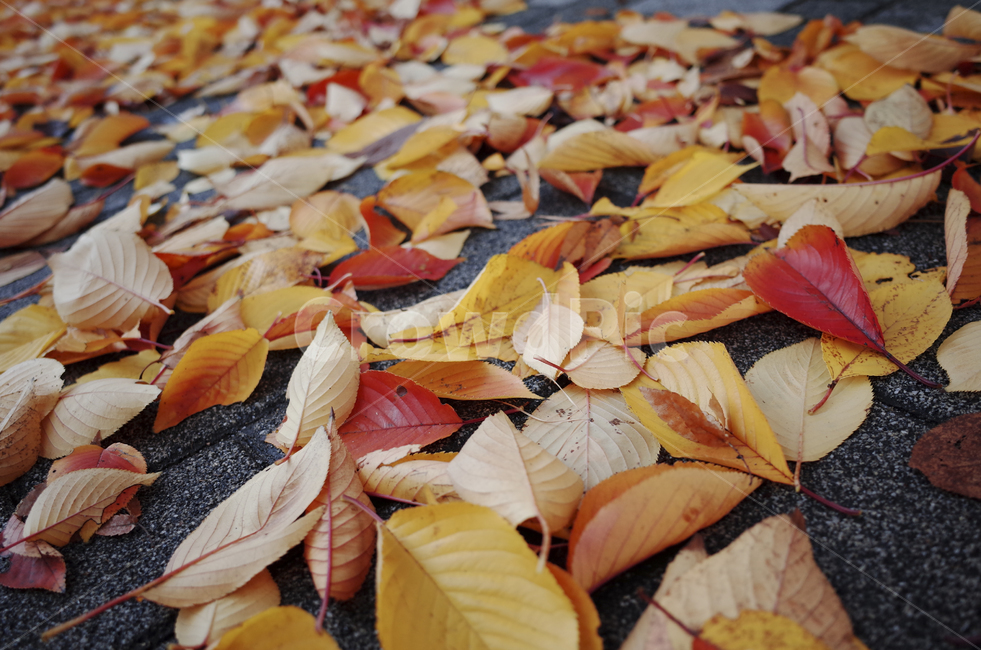 leaf,잎,plant,식물,낙엽,가을,fall,ground,바닥,walkway,인도,보도,red,yellow,가을,계절,fall,autumn,season,식물,자연,plants,nature