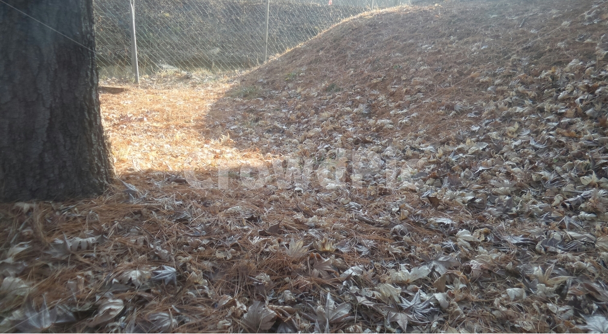 litter,落葉,낙엽,떨어진잎,단풍,자연,풍경,nature,landscape,ground,바닥,dirt road,흙길,road,도로,gravel,자갈