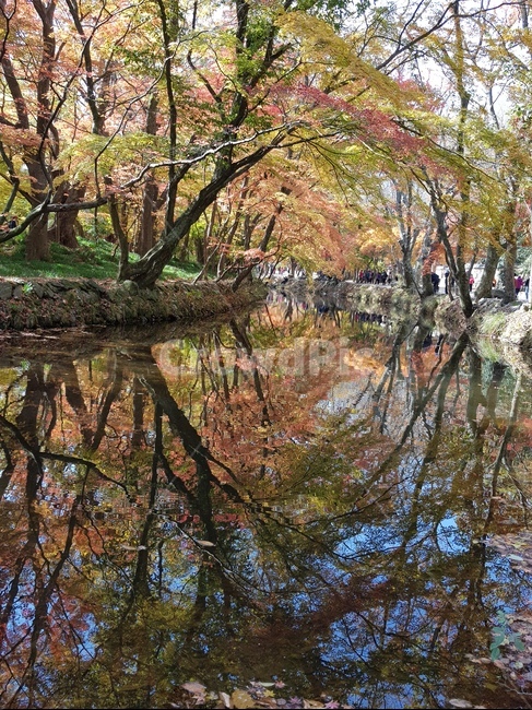 가을,가을나무,가을산,단풍,단풍나무,알록달록,전북,전라북도,전라북도고창군,고창군,선운산도립공원,선운산,절경,풍경,자연,가을,계절,fall,autumn,season,land,땅,outdoors,옥외,nature,water,물,tree,나무,plant,식물