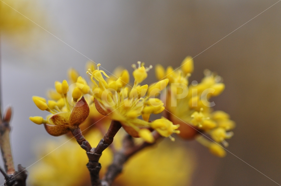 산수유,노란색,봄꽃,감성사진,Jay,식물,자연,plants,nature,봄,계절,spring,season,꽃,flower,plant