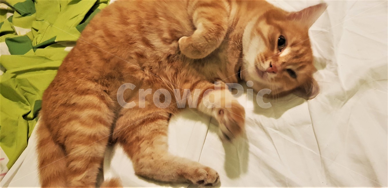 고양이,애완동물,귀여움,눕다,애교,동물,사랑스러운,cat,pet,cute,lie,attractiveness,animal,lovely,동물,animal,포유류,mammal,고양이,cat,kitten,kitty