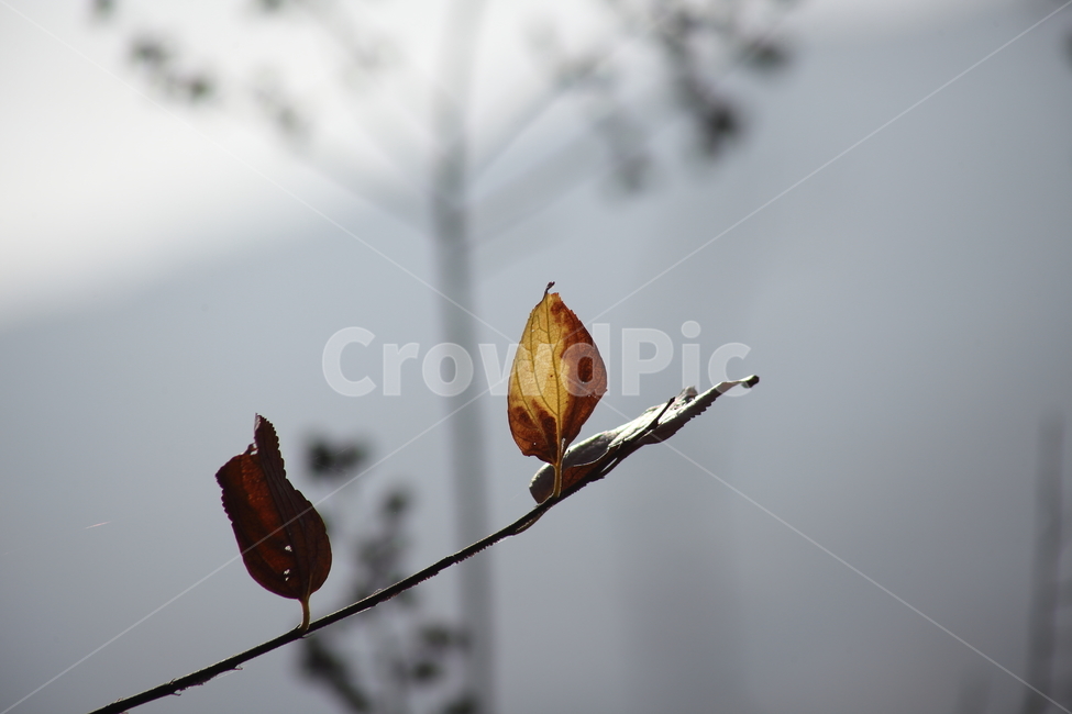 단풍,잎,식물,가을,redleaves,가을,계절,fall,autumn,season,veins,정맥,animal,동물,bird,새