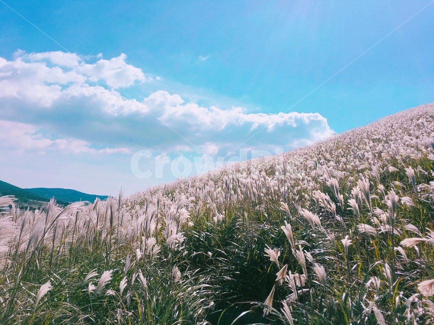 제주,제주도,하늘,맑음,자연,햇빛,새별오름,억새,jeju,jejuisland,sky,sunny,nature