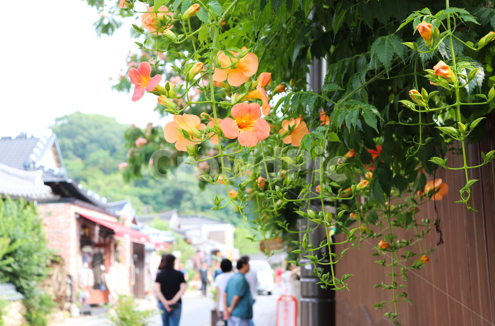 식물,능소화,꽃,flower,전주한옥마을,여름꽃