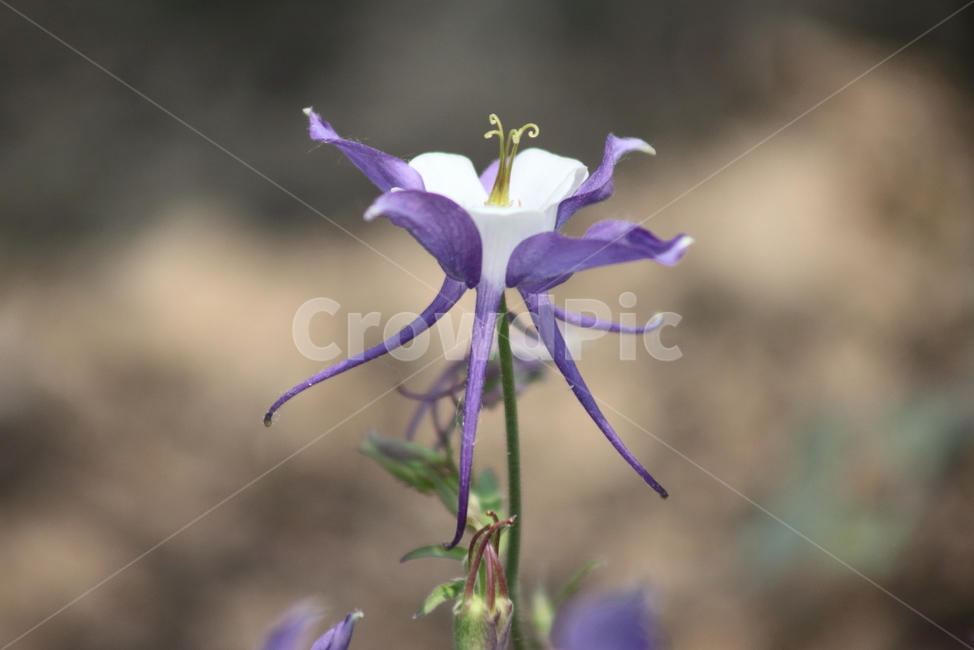 매발톱,꽃,매발톱꽃,봄,orientalcolumbine