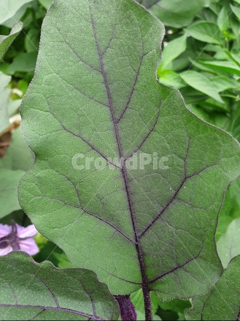 식물,잎,가지잎,이파리,가지,식물,자연,plants,nature