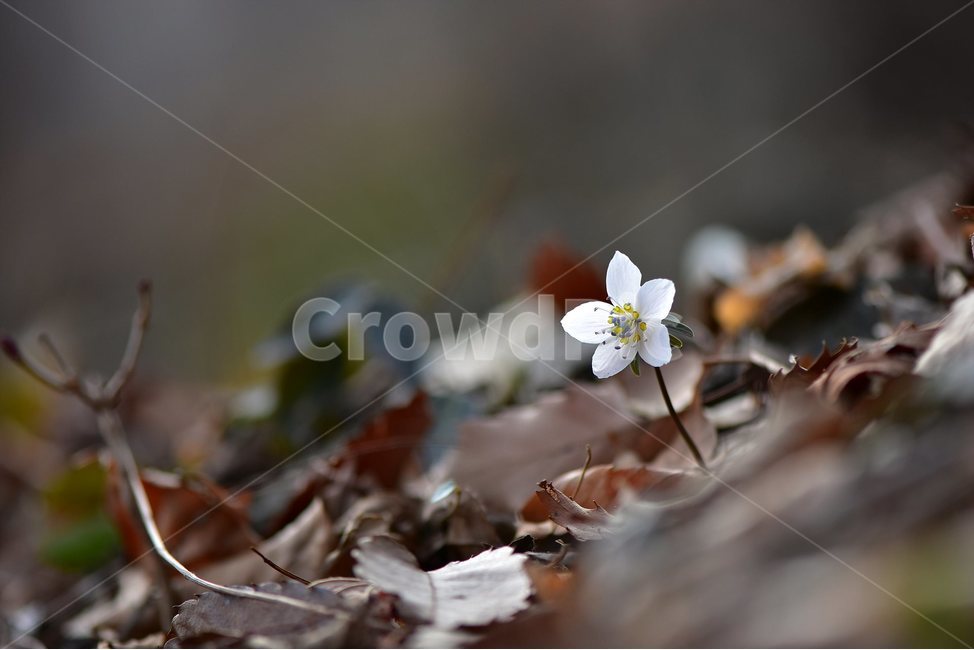 변산바람꽃,2018년,2월,야생화,꽃,생태,식물,자연,들꽃,산꽃,봄,감성,힐링,플라워,계절,시즌,wild,Flower,plants,nature,spring,season,배경,나무,목본,풀,초본,미나리아재비과,너도바람꽃속,flower,생태사진,봄꽃,거제도,봄,계절,spring,season,식물,자연,plants,nature,꽃,flower,plant,blossom