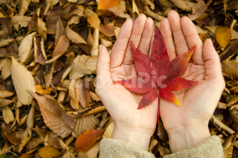 가을,단풍,손,낙엽,두손,소식,컨셉,손가락,여성,여자,사람,배경,아름다운,숲,잎,자연,공원,식물,빨간,계절,아웃도어,가을,계절,fall,autumn,season