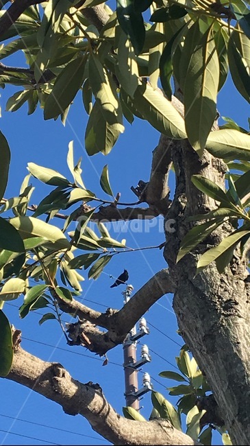 plant,식물,leaf,잎,나무,tree,새,bird,풍경,crow,까마귀,カラス,烏,green,blue,초록,파랑,식물,자연,plants,nature