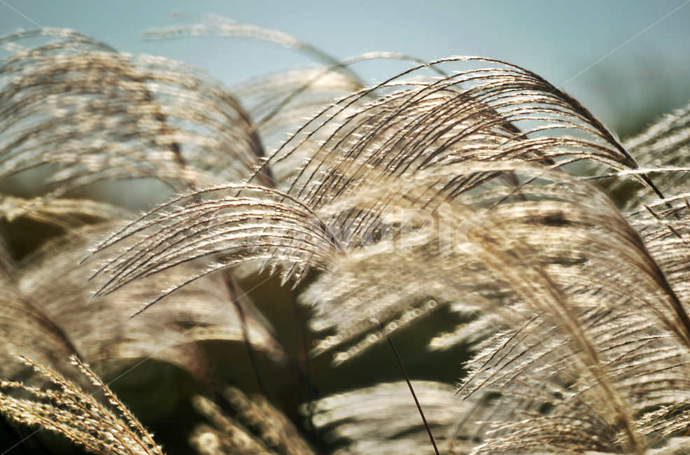 억새,두영,여러해살이풀,망근,자주억새,약재,관상용,약용,가을,계절,fall,autumn,season,grass,잔디,plant,식물,lawn,reed,갈대