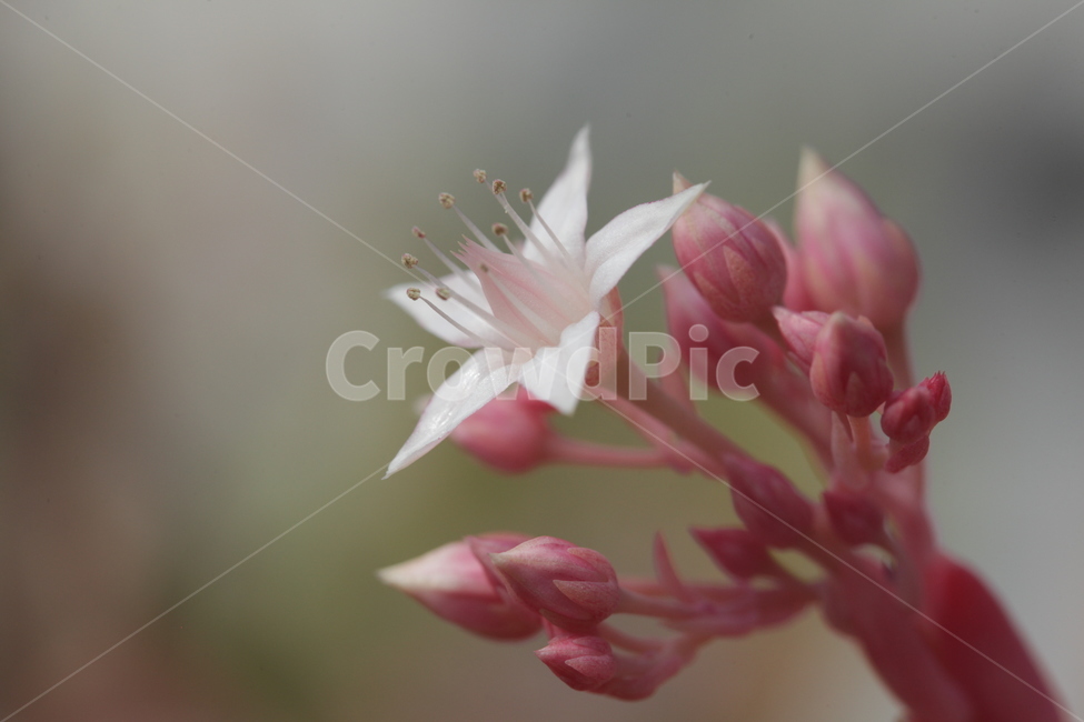 다육이,자태,연분홍,수즙은,홍과백,식물,자연,plants,nature,꽃,flower