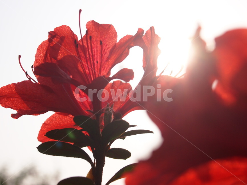 철쭉,영산홍,꽃,붉은꽃,진달래,봄꽃,식물,역광,햇살,빨간색,red,flower,화려한,눈부신,아름다운,예쁜,자연,nature
