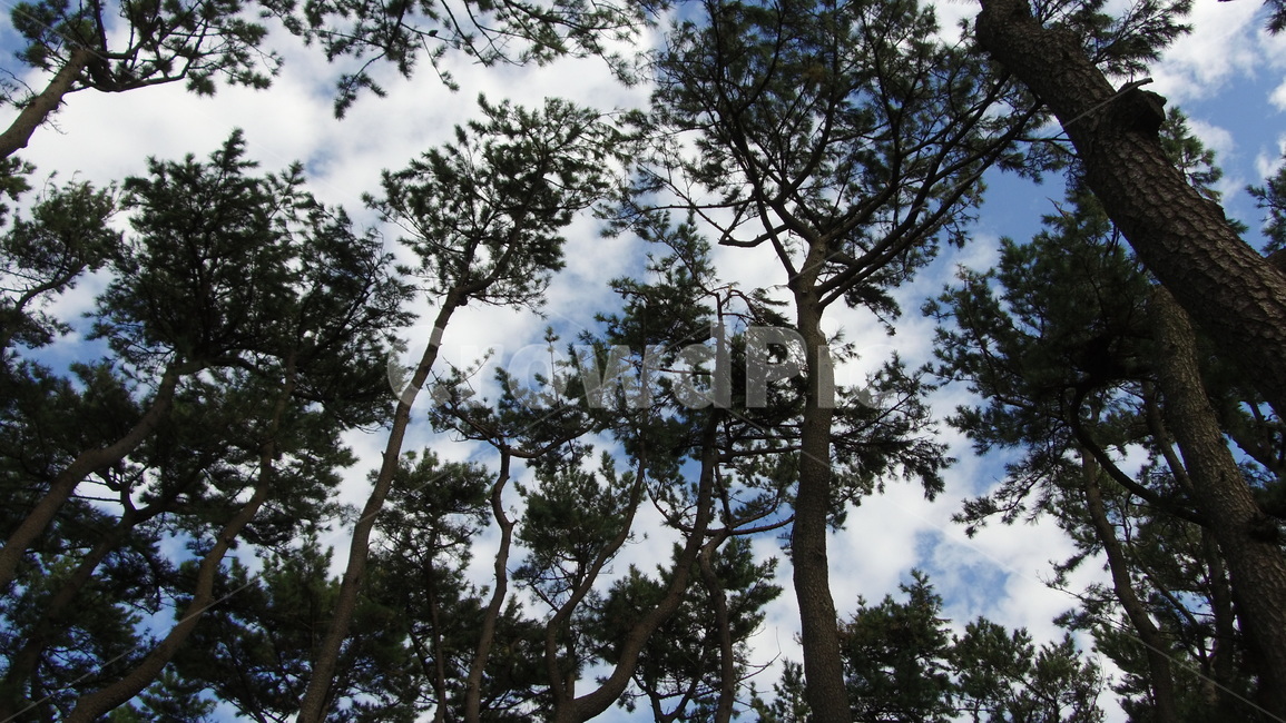 하늘,소나무,나무,숲,tree,wood,forest,sky