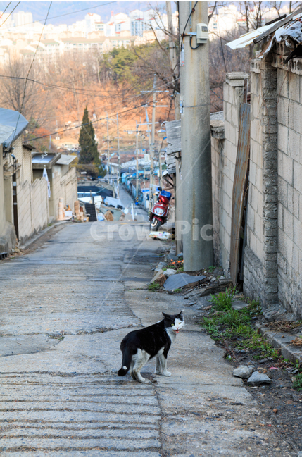 고양이,길고양이,검은고양이,길냥이,도둑고양이,동물,산동네,달동네,빈민가,떠도는,방황하는,경계하는,내리막,골목길,골목길,alley,동물,animal,포유류,mammal,고양이,cat,kitten,kitty