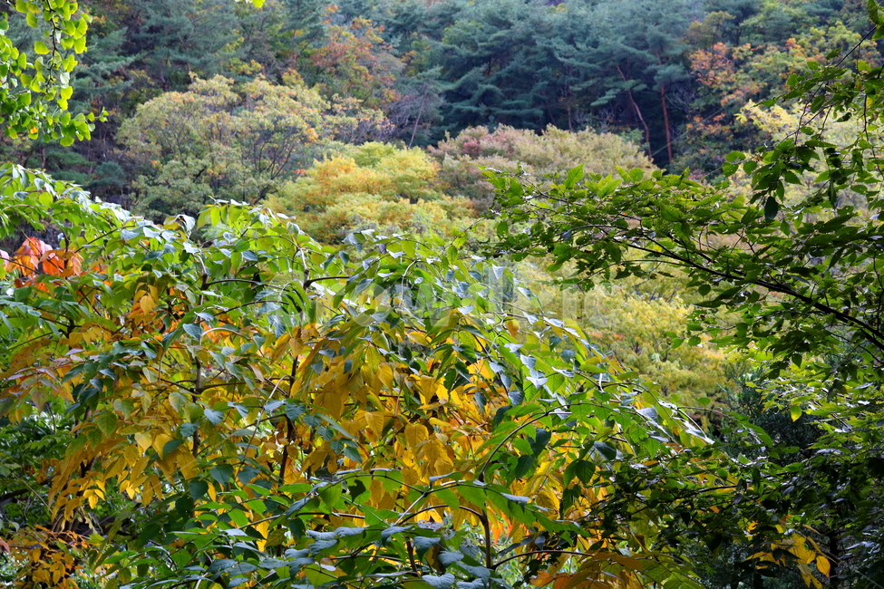 산,북한산,나무,식물,자연,풍경,등산로,산책로,공원,국립공원,북한산국립공원,소나무,자연,풍경,nature,landscape