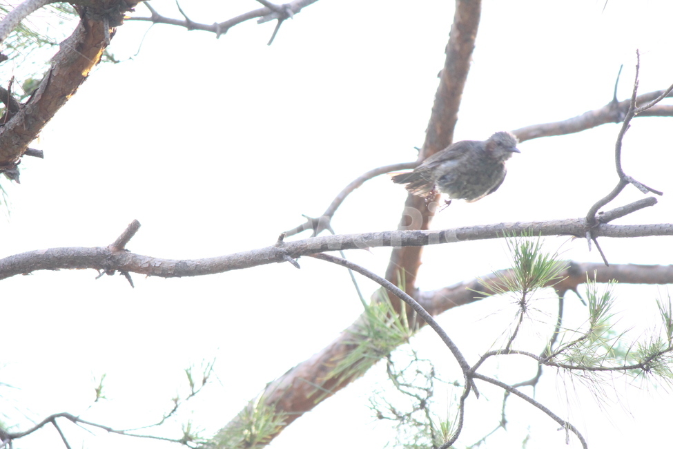 bird,새,animal,동물,accipiter,매,더위,목욕,샤워,shower,hot,비행,fly,동물,animal,조류,새,birds
