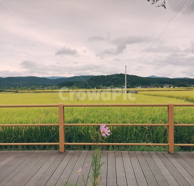 꽃,자연,식물,감성사진,여름,flower,plant,nature,배경화면,풍경