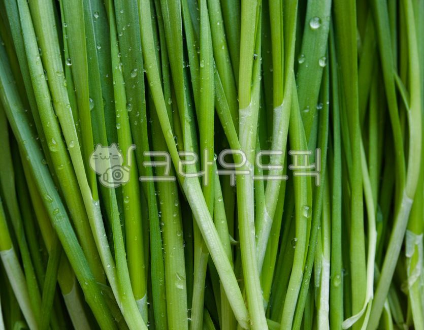 부추,유기농,유기농부추,채소,야채,음식,음식재료,녹색,chives,organic,organicleek,vegetable,food,foodingredients,green,배경,background,웰빙,웰빙음식,녹색채소,잎,잎채소,wellbeing,wellnessfood,greenvegetable,leaf,leafvegetable,식물,plant,음식,식재료,요리,food,cook,meal,dishes,food reserves,채소,야채,vegetables
