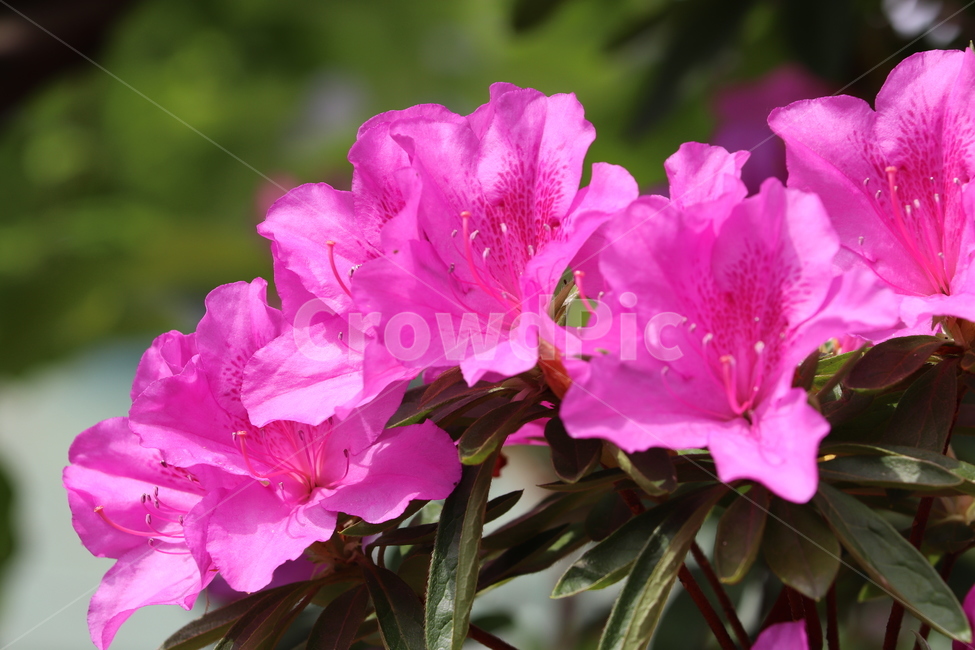 철쭉,보라색,봄,꽃길,꽃,봄,계절,spring,season,식물,자연,plants,nature,꽃,flower,geranium,제라늄,blossom,plant