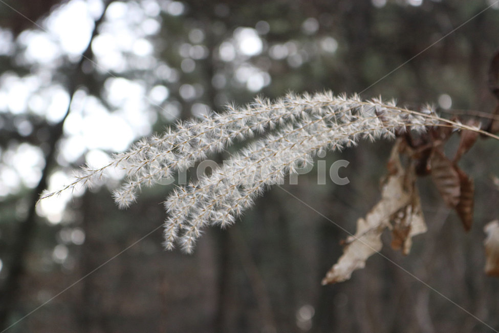 갈대,가을,감성사진,가을갈대,갈대감성,자연,식물,자연풍경,식물,자연,plants,nature