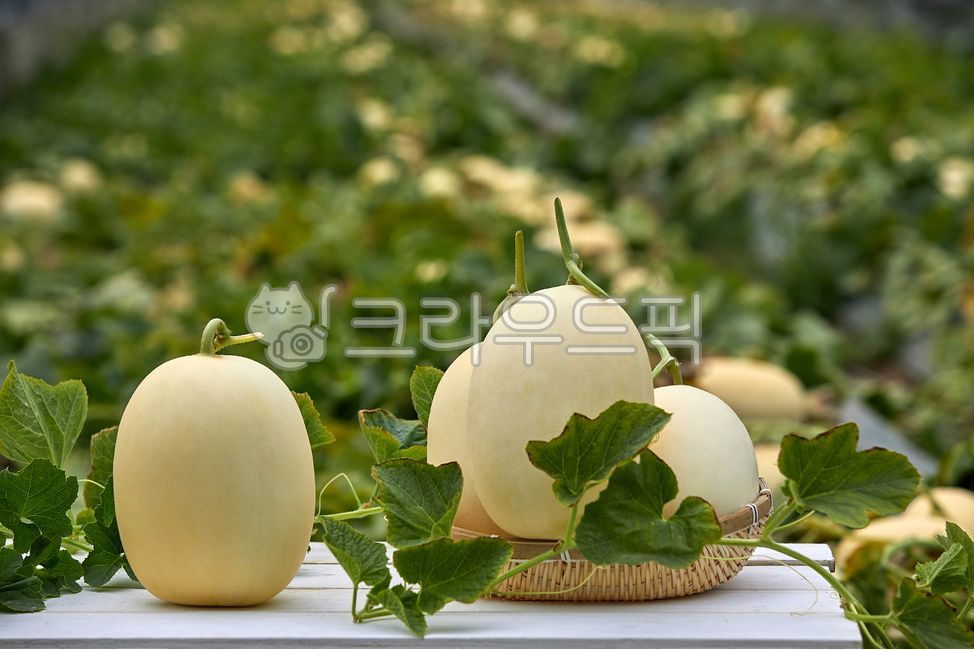 멜론,메론,수신메론,천안수신멜론,과일,흰색,하우스멜론,재배,농작물,농업,과실,열매,잎,줄기,식자재,수확,식품,식물,melon,susinmelon,cheonansusinmelon,white,housemelon,cultivation,agriculture,fruit,leaf,stem,harvest,food,plant,음식,식재료,요리,food,cook,meal,dishes,food reserves,과일,열매,fruit