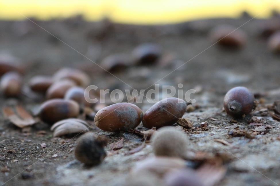 도토리,열매,가을,갈색,acorns,donguri,fruit,jitsu,fall,aki,brown,chairo,가을,계절,fall,autumn,season,과일,열매,fruit,food,음식,plant,식물,grain,곡물,seed,씨,vegetable,야채