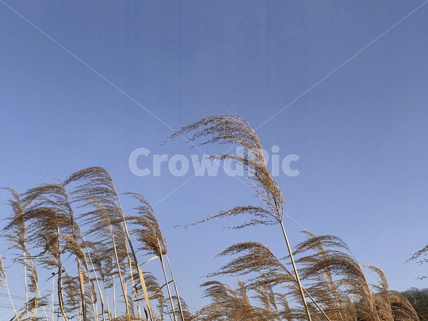 하늘,sky,갈대,reed,blue,가을,계절,fall,autumn,season,grass,잔디,plant,식물,lawn