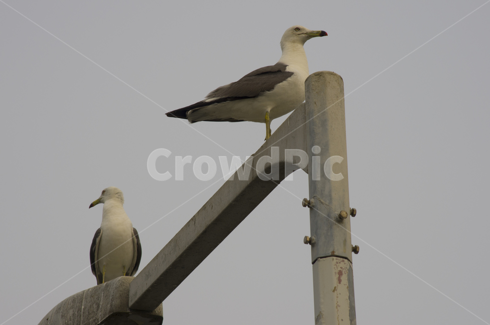 갈매기,해안,바다,새,가로등,감정,감성,자연,계절,뷰티,seagull,gull,sea,bird,풍경,풍경사진,감성사진,정취